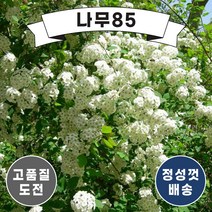 (나무85) 공조팝 1m내외 분 (2주묶음)