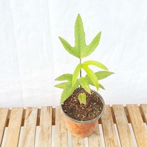 미니 황칠 나무 묘목 화분 인테리어 식물 순 꽃 잎 키우기