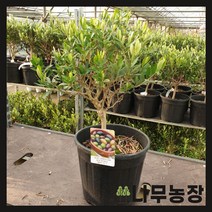 (나무농장) 올리브나무 씨프레시노 키 50~60cm 화분