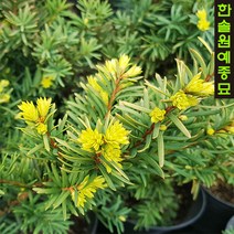 황금주목 6치포트, 1개