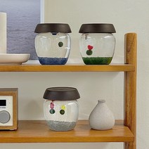 단지 동동이 마리모 키우기 DIY 세트, 흰색, 스마일