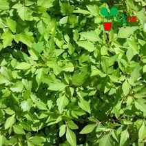 고수 모종 (2개) 베란다 텃밭 공기정화식물 허브, 2개