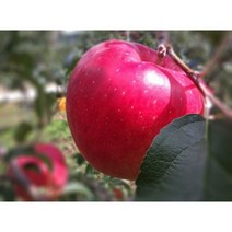 명품 장수사과 특대 5kg(11-13과) 신년선물 설 선물 산지직송