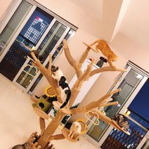고양이 나무 캣타워 대형 해먹 캣워커 리얼 펫카페 매장 인테리어, 더블 레이어 3미터