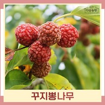 꾸지뽕나무 묘목 실생1년생 뿌리묘 5개