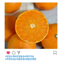 [산지직송]제주 천혜향 로얄과, 10kg 50과 내외