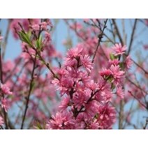 국화도묘목 10주