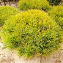 충주원예조경/황금반송/접목1년/1등묘/5주, 주