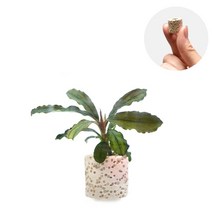 초보자도 키우기 쉬운 어항장식 포트수초 200종 모음, 1번) 미니링포트 부세파란드라(부세랜덤)