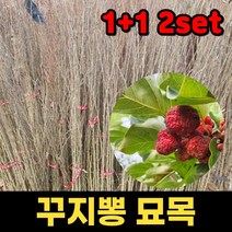 1+1 핫딜몬 꾸지뽕 묘목 꾸찌뽕나무 구지뽕 실생2년 묘목 1주