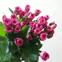 장미 - 미니장미 진핑크 / 고속터미널꽃시장 꽃도매 서리풀플라워