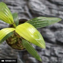 [바보사랑] 관음죽 1포트, 상세 설명 참조