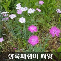 [해피플라워] 상록패랭이 씨앗 1g(약 1000립) / 봄 가을 파종 꽃씨