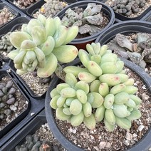 [올식스] 로치 92 다육식물 플랜테리어 반려식물 공기정화식물 개업화분