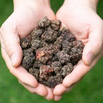 국산 꾸지뽕열매 200gX2 구지뽕 구찌뽕 꾸찌뽕 건조 말린 약초 약재 국내산 차 한방, 1A04_국)꾸지뽕열매200gX2