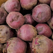 제주 고당도 레드비트 비트 최상품, 레드비트 2kg