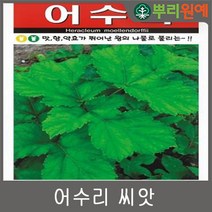뿌리원예 건조 어수리 씨앗 1g