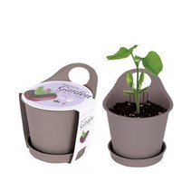 강남콩 강낭콩키우기 강낭콩 씨앗 재배세트, 1개