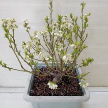 [성심] 블루베리320