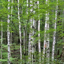 [충북농원] 백자작 자작나무 묘목 - R4분 (화물착불), 단품, 1개