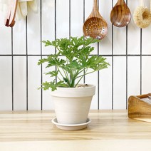 1+1 구문초 키친허브 화분 세트 바질 텃밭 허브 키우기 모기쫓는식물 구충식물, H19.구문초, H23.코리아민트