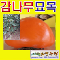 (NY소망)야오끼 개량왕대봉 감나무묘목(접목1년)2그루, 1개
