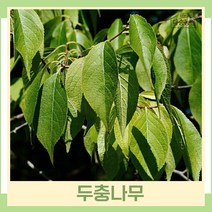 두충나무 묘목 원두충 실생2년생 뿌리묘 3개