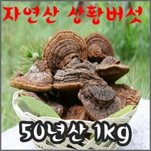 [절편상태발송]상황버섯/50년산 1kg/자연산 정품 산뽕나무상황버섯/국내최상급상황버섯 고급포장