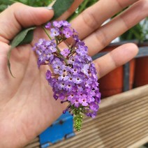 봄바람가든 붓들레아 로얄레드 ﻿10cm포트 꼼꼼한포장 야생화