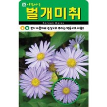 아름다운 벌개미취 씨앗(5000립)(A0737)