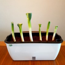 집에서 대파 방울토마토 상추 키우기 베란다 화분 키트 텃밭 수경재배 자동급수, 대형화분+배양토