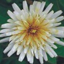 한국 흰민들레 씨앗 야생화 꽃씨 종자 정원 100립, 쿠팡 본상품선택