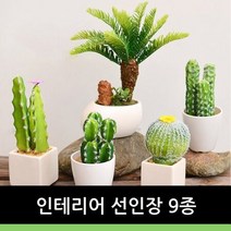 인테리어 선인장9종, 4번