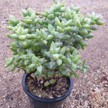 [수암다육] 언성 랜덤발송 Crassula rupestris 랜덤발송 다육 다육이 다육식물 318, 1개