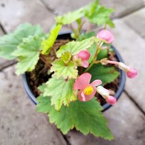 부자농원 목베고니아 핑크40