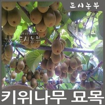 그린키위(헤이워드) 접목1년 나무 묘목 원예, 골드키위(암)접목1년(특)*뿌리