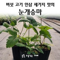 [모종심는아빠] 버섯 고기 인삼 세가지맛의 삼나물 눈개승마