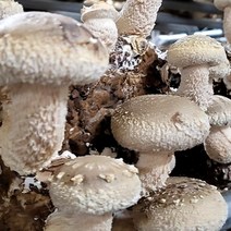 산지직송 국내산 송향 송고 송화 송화고 버섯 가정용 선물용, 1kg(최고급형)