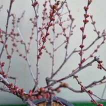 [다온야생화] C2726 산앵두 (20cm) [동일품]