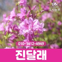 진달래/30cm~40cm/포트/2주묶음/1등묘/H0.3~H0.4/꽃/나무/묘목/도시농부