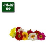가락시장직송 쥬리안 30송이식용, 없음