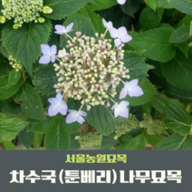 서울농원묘목/차수국 툰베리 산수국 나무 2년생묘목 단맛나는 수국잎 6치포트묘 감로차 조경수, 1개