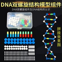 과학 공부용 DNA 유전자 분자 DNA 구조 이중나선 모형 변종 교구 인체모형, DNA 구조 모형 조립체