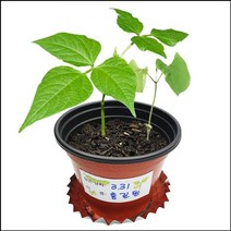 씨앗이 싹트는 조건과 강낭콩의 한살이 (4개세트)_2487EA, 본상품선택