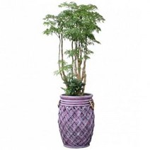 폴리셔스1 관엽식물 실내화초 축하화분 실내식물, 선택안함