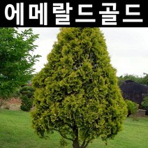 에메랄드골드 나무 묘목 삽목1년 뿌리 특묘 5개/정원/공원/조경수