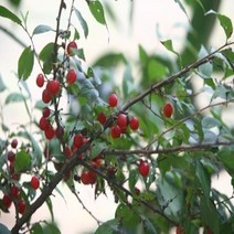 [ILLU]이스라지 3년생 H0.6-0.8 (산앵두) 정원가꾸기 나무 묘목 정원수 조경용 꽃묘목 꽃나무_hAeEA, ff본상품ff
