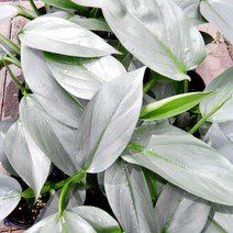 꽃나무팜 신품종 필로덴드론 실버메탈 실버스워드 하스타텀 희귀 수입식물 은빛검 고급식물