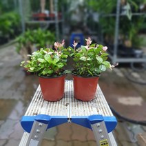 공룡꽃식물원(주) 원플원 2개 오색마삭 소품 10~25cm 52