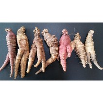 [원수상사] 백두산 야생더덕 1kg 다년근 자연산더덕